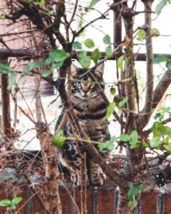 木の茂みの中の猫