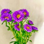 花瓶に飾られた紫のアスター（菊）