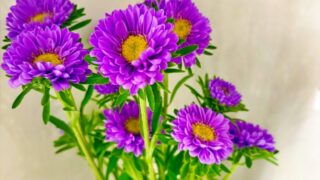 花瓶に飾られた紫のアスター（菊）