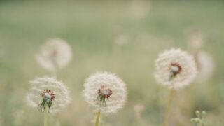 夕暮れ時の野原に咲くタンポポの綿毛